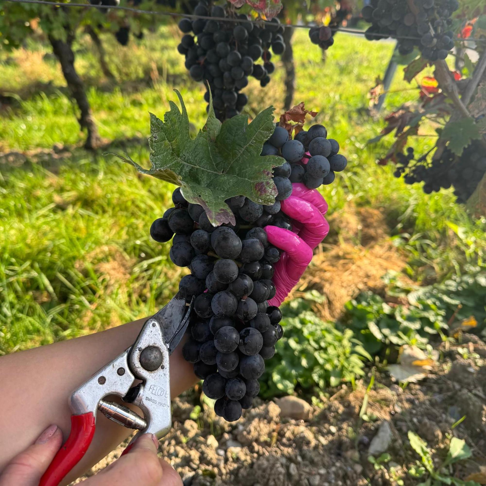 Weingut Tiliahof Bed & Breakfast Brauneberg Luaran gambar