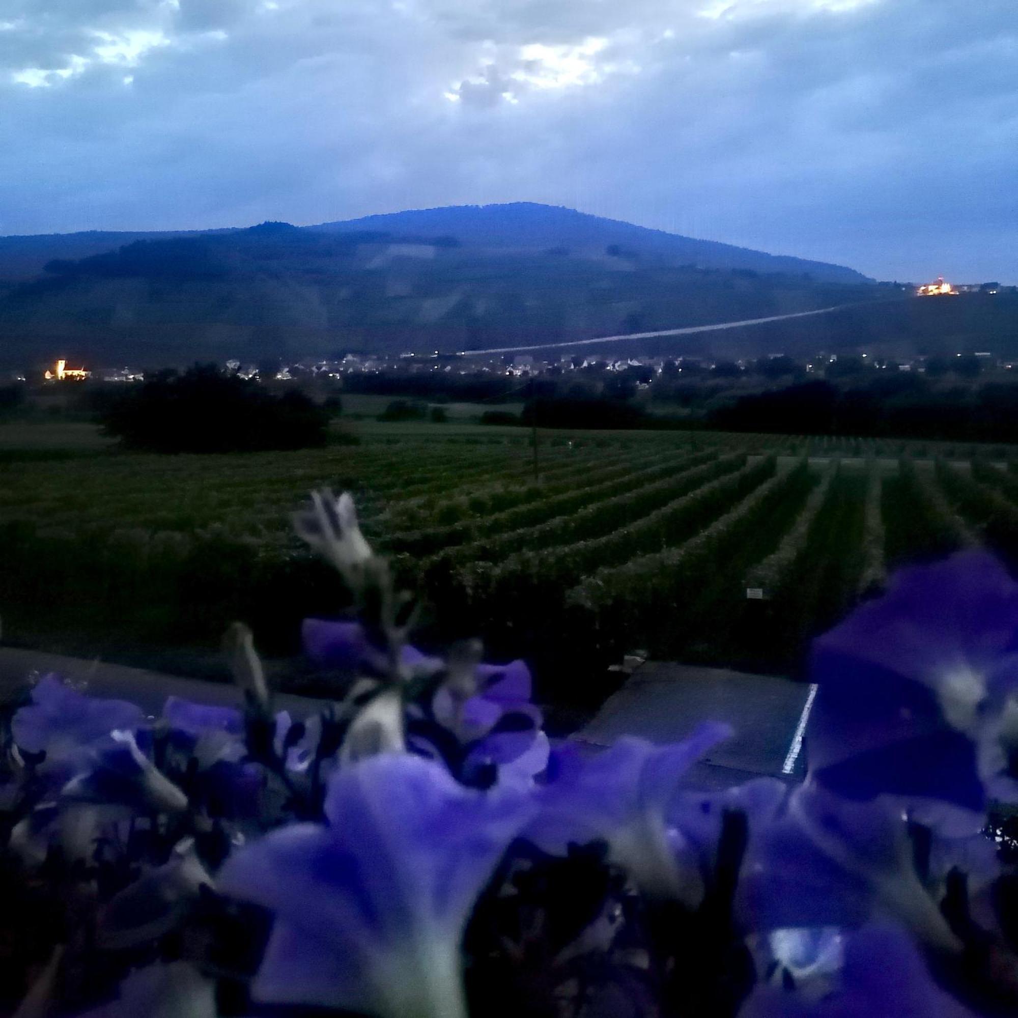 Weingut Tiliahof Bed & Breakfast Brauneberg Luaran gambar
