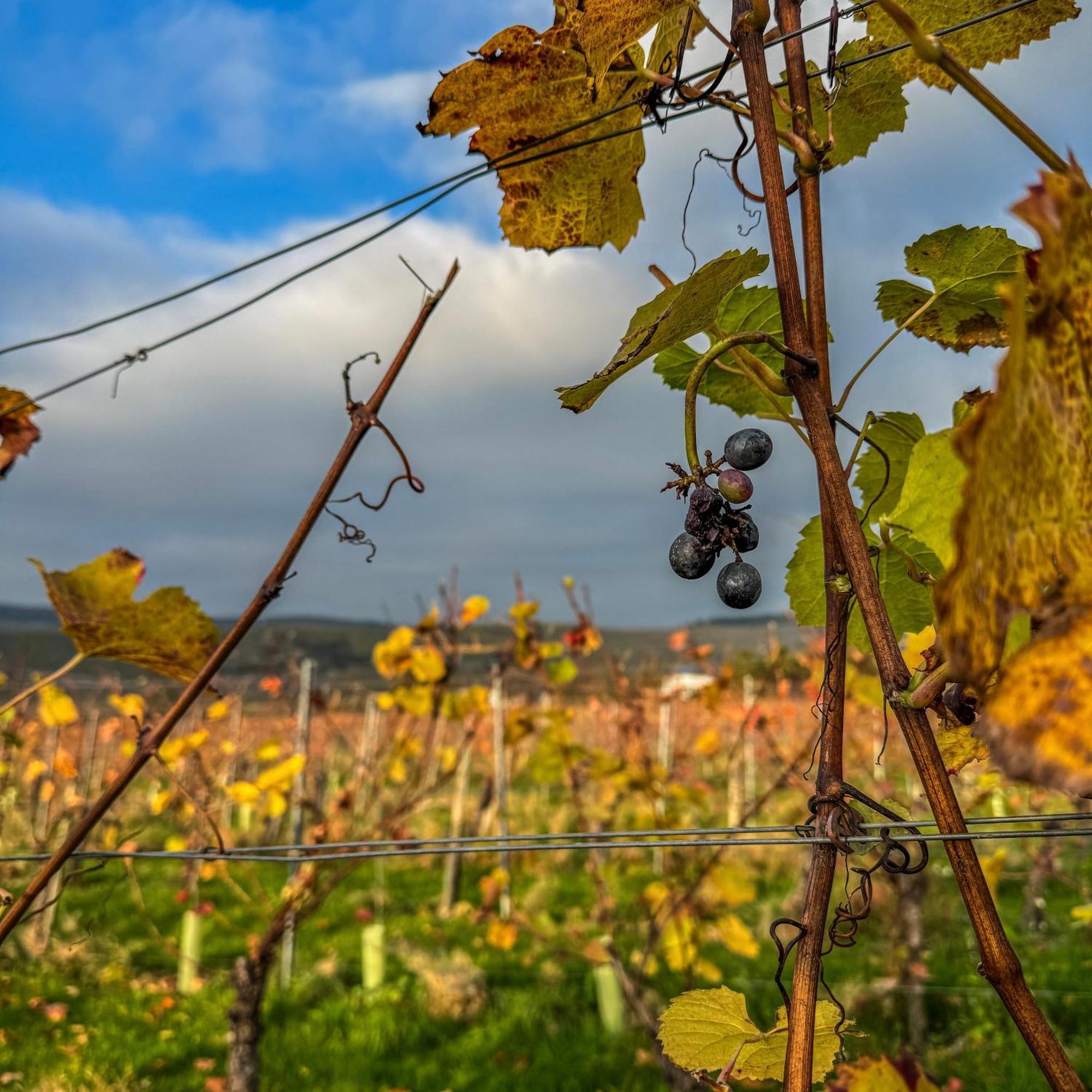 Weingut Tiliahof Bed & Breakfast Brauneberg Luaran gambar